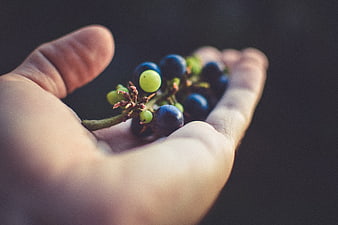 Hand holding small bunch of blue and green grapes