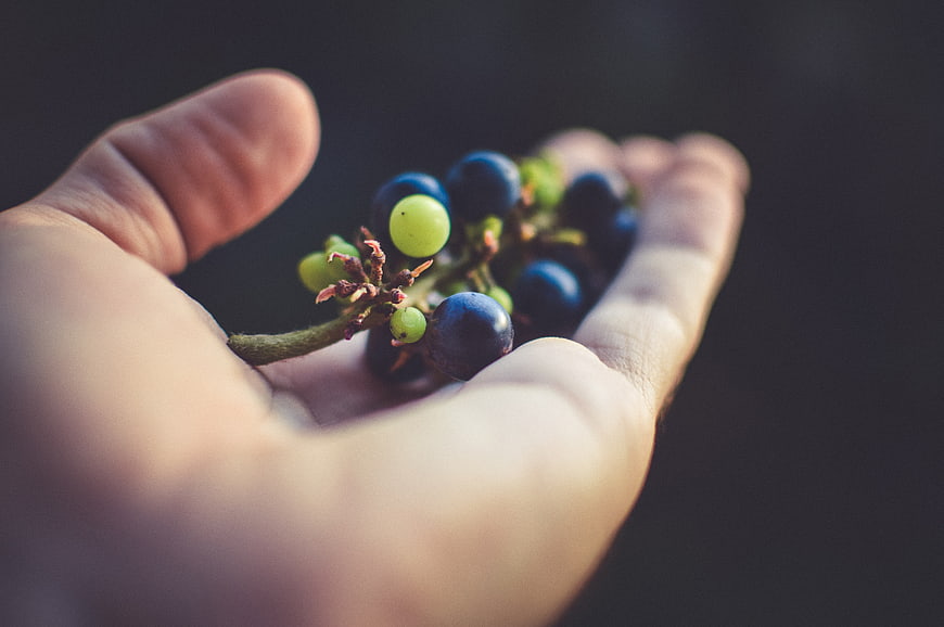Hand holding small bunch of blue and green grapes