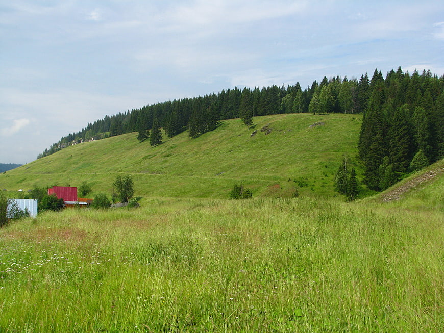 Green grassy hillside with pine forest and red barn