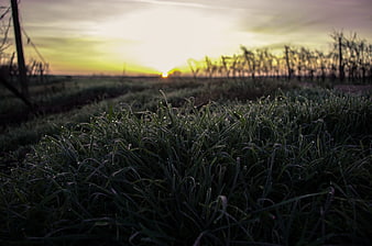 Low angle dewy grass field at sunrise with blurred background