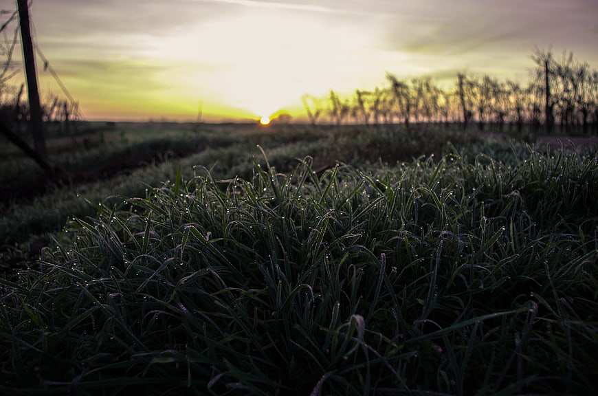 Low angle dewy grass field at sunrise with blurred background