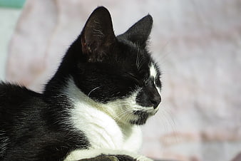 Close-up of sleeping black and white tuxedo cat