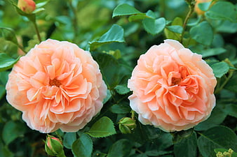 Two Peach Roses Blooming in a Garden