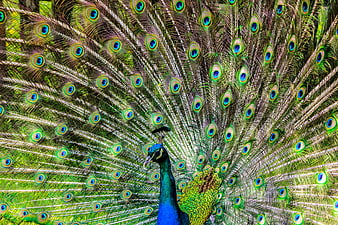 Vibrant male peacock displaying full tail feathers