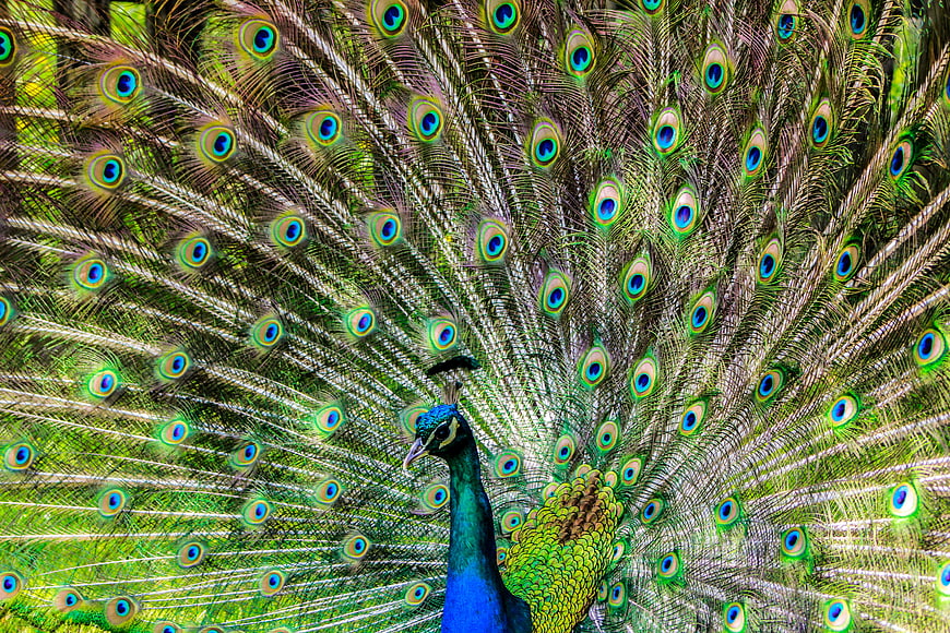 Vibrant male peacock displaying full tail feathers