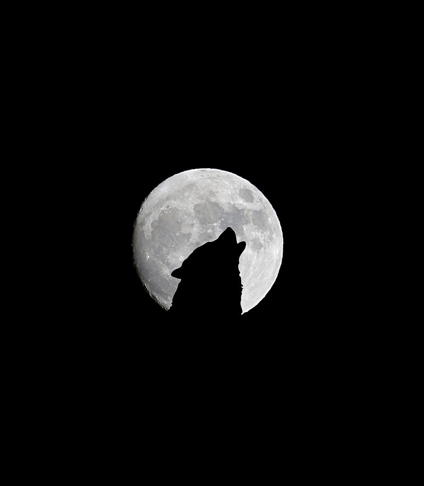 Silhouette of a howling wolf against a full moon