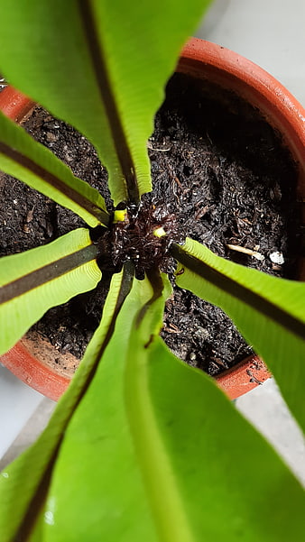 Top View of Bird's Nest Fern in Terracotta Pot