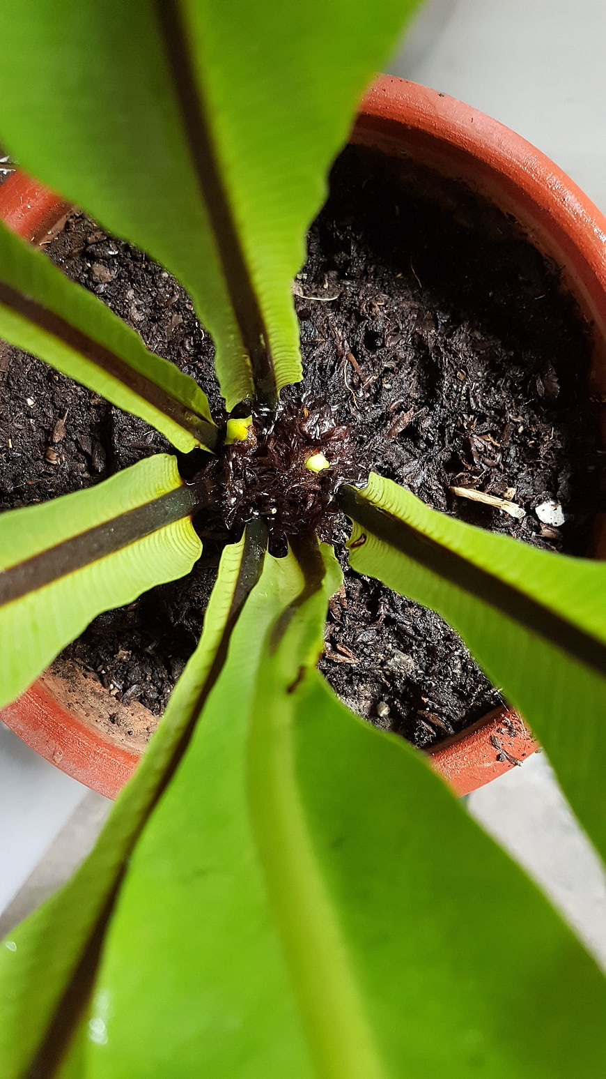Top View of Bird's Nest Fern in Terracotta Pot