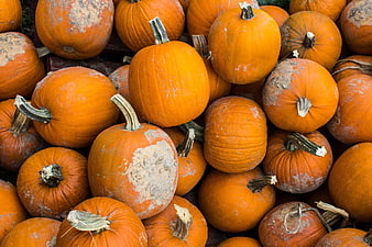 Pile of fresh orange pumpkins for autumn harvest