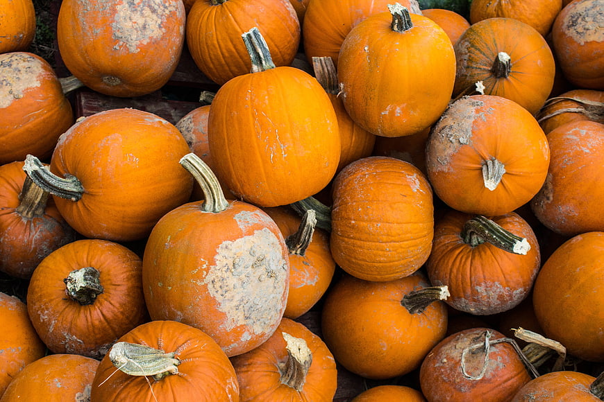 Pile of fresh orange pumpkins for autumn harvest