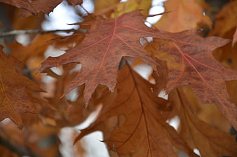 Close-up of dried brown oak leaves in autumn