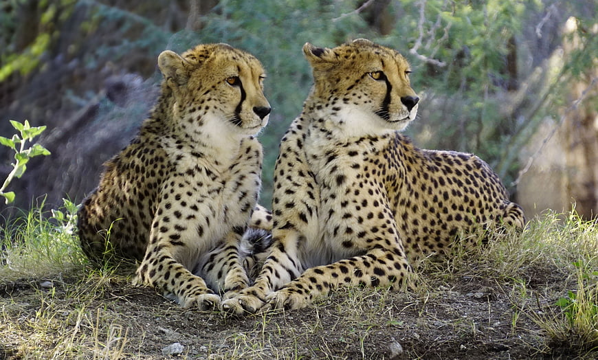 Two Cheetahs Resting Together In Natural Savanna Habitat