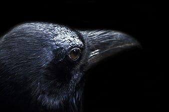 Close-up portrait of a raven head on black background