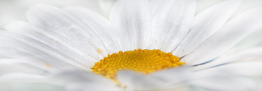Macro Close-Up of White Daisy with Yellow Center