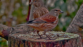 Two House Finches Eating Seeds on a Tree Stump