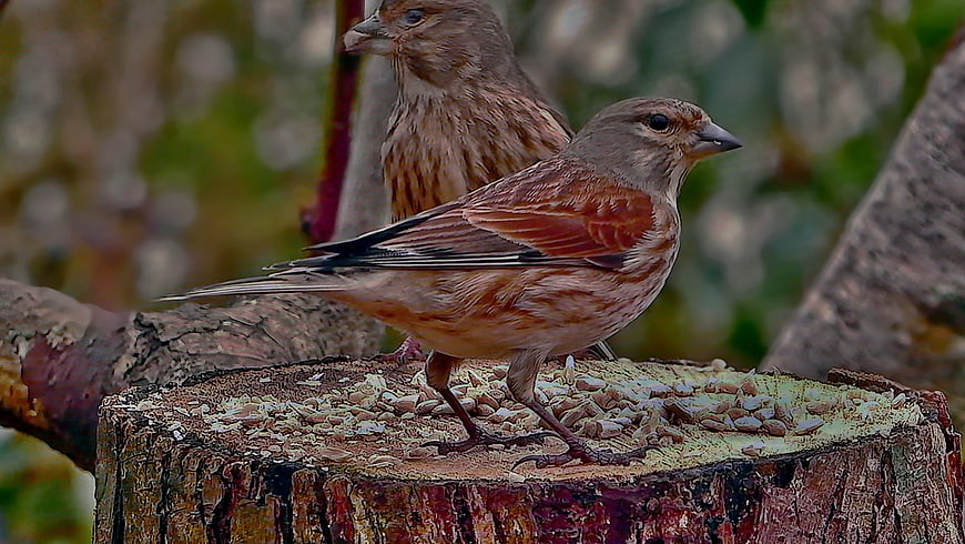 Two House Finches Eating Seeds on a Tree Stump