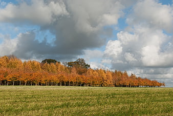 Autumn landscape with orange trees and dramatic cloudy sky