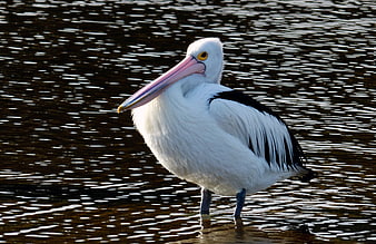 Australian Pelican Standing in Rippling Water