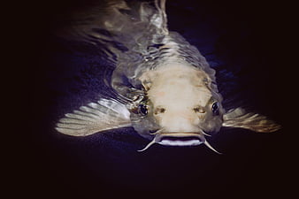 Close-up of a catfish swimming in dark water