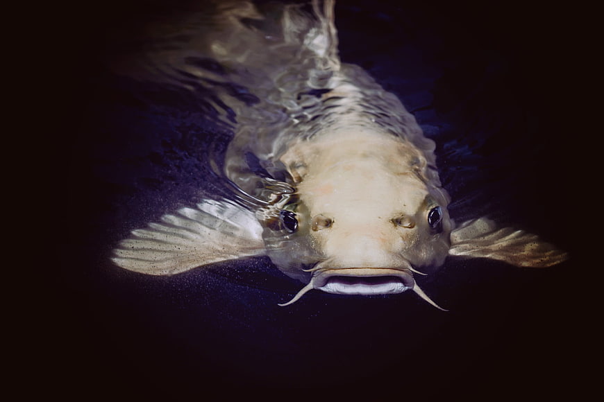 Close-up of a catfish swimming in dark water