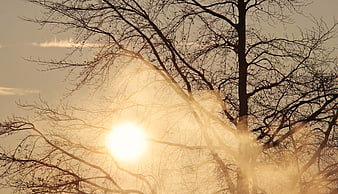 Sunlight shining through bare winter tree branches in morning fog