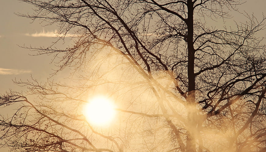Sunlight shining through bare winter tree branches in morning fog