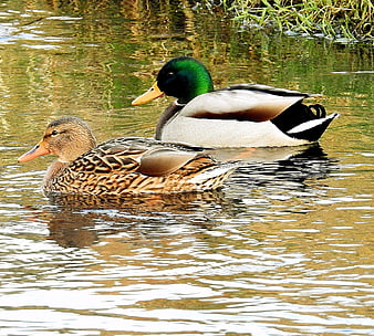 Male and Female Mallard Ducks Swimming in Pond
