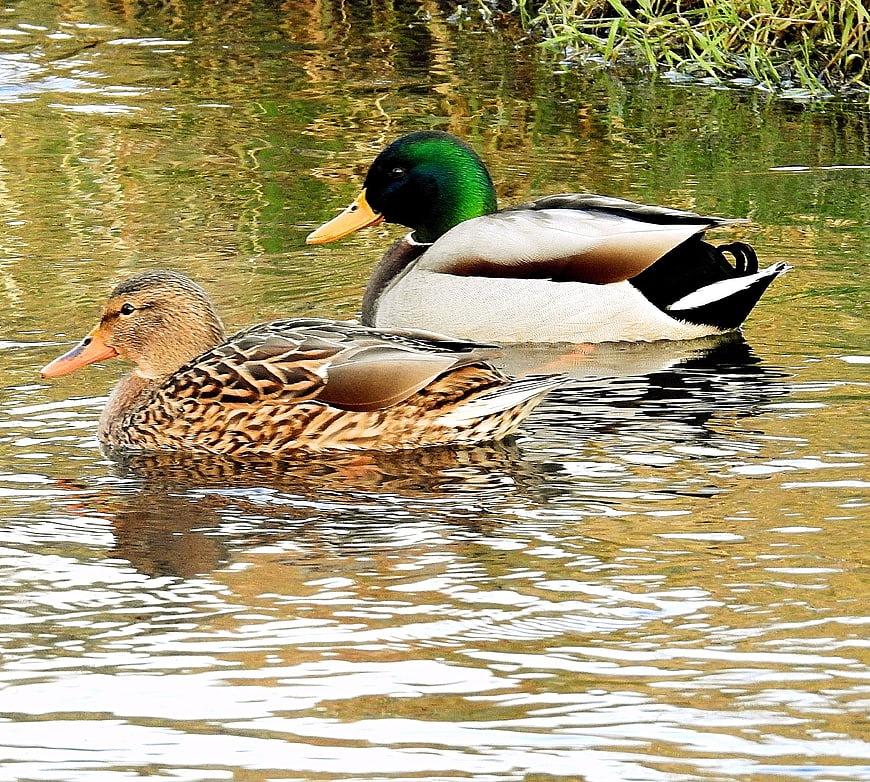 Male and Female Mallard Ducks Swimming in Pond