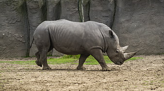 White Rhinoceros Walking in Zoo Enclosure