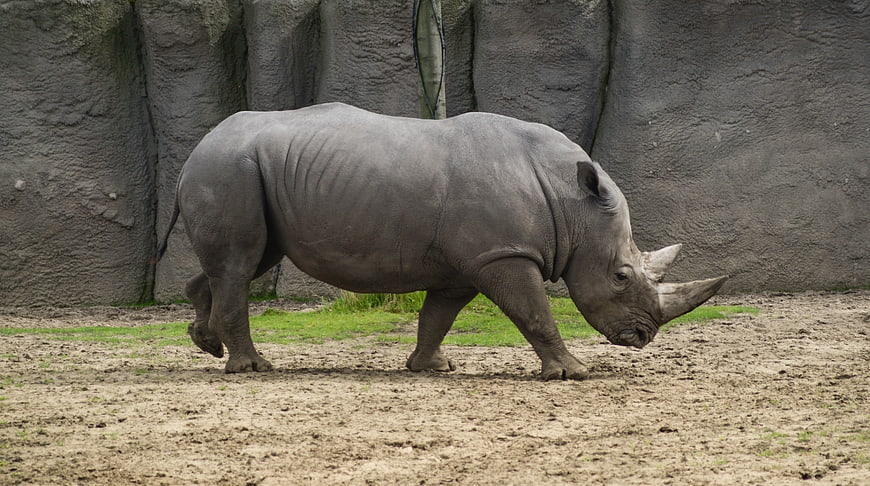 White Rhinoceros Walking in Zoo Enclosure