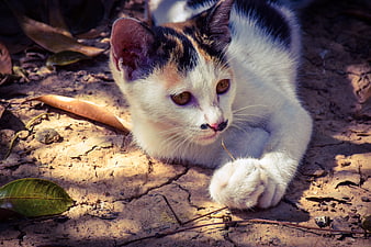 Cute Calico Kitten Resting on Dry Earth