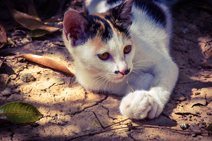Cute Calico Kitten Resting on Dry Earth