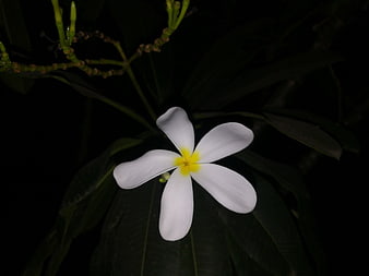 White Plumeria Flower with Yellow Center on Dark Background