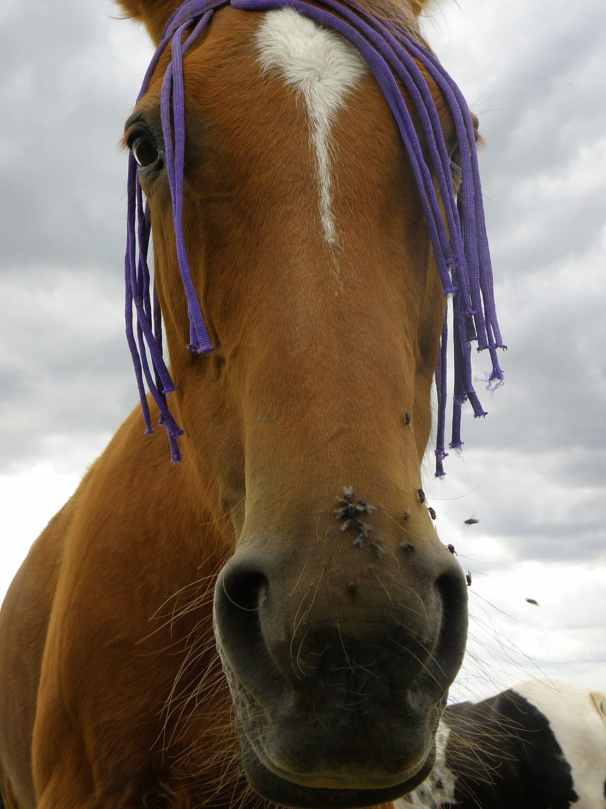 Close-up of brown horse with purple fly bonnet and flies