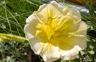 Close-up of a yellow and white moonflower in a garden