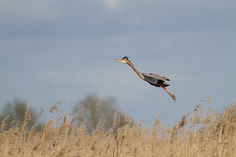 Great Blue Heron Flying Over Reeds