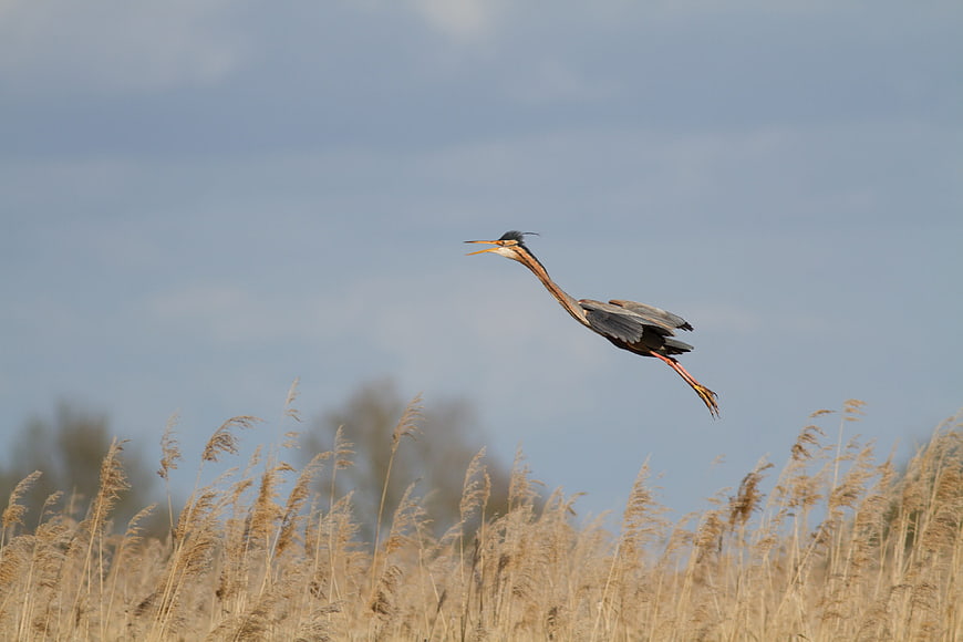 Great Blue Heron Flying Over Reeds