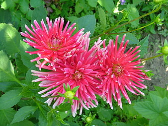 Vibrant Pink Cactus Dahlias in a Lush Green Garden