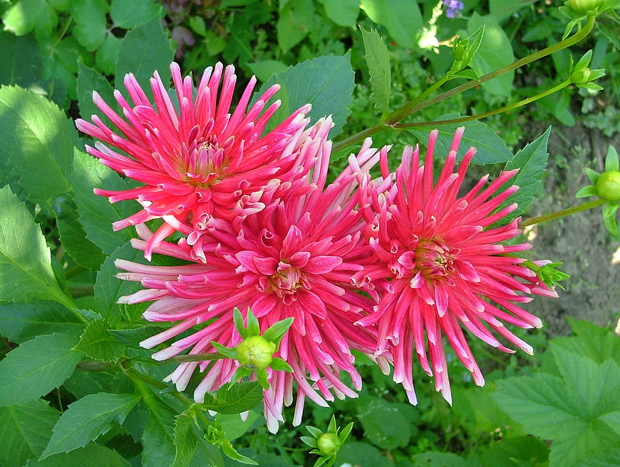 Vibrant Pink Cactus Dahlias in a Lush Green Garden