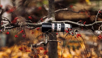 Camera Lens Resting on Tree Branch with Red Berries