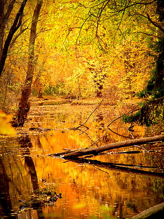 Vibrant Autumn Forest Stream with Golden Reflections