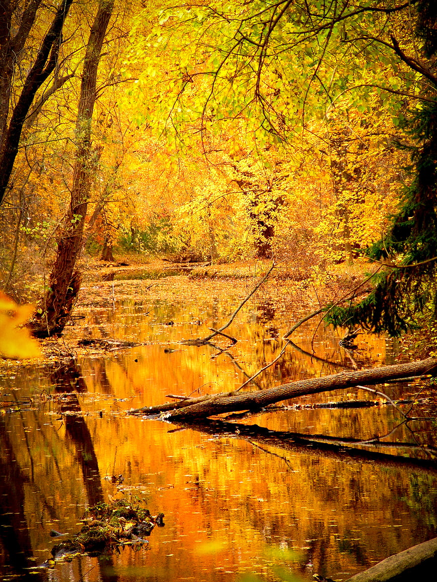 Vibrant Autumn Forest Stream with Golden Reflections