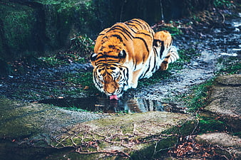 Majestic Tiger Drinking Water in Forest