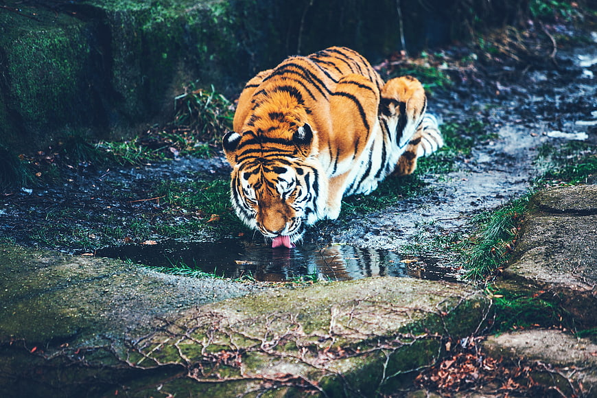 Majestic Tiger Drinking Water in Forest