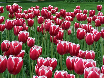 Vibrant Red and White Tulips in a Spring Garden