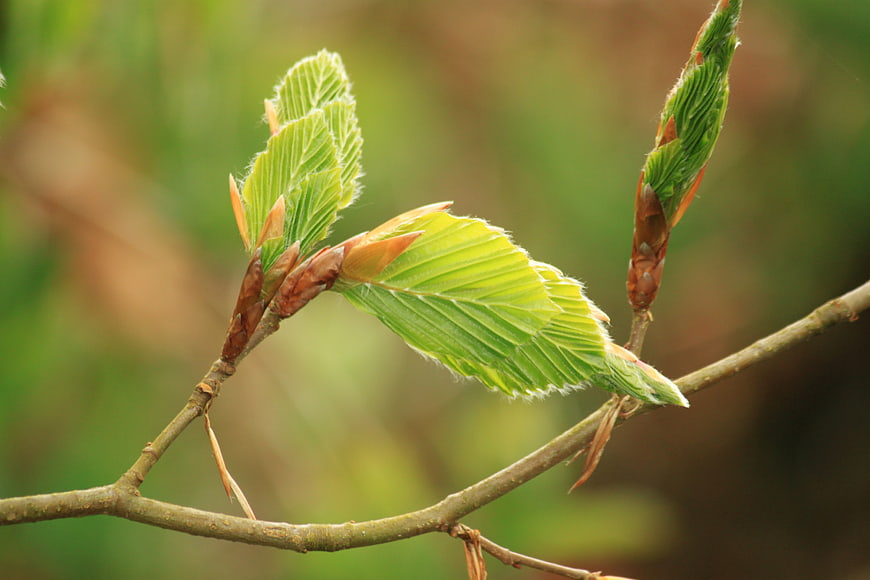 Close-up of fresh green beech leaves sprouting on a branch