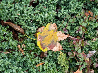 Yellow autumn leaf on green ground cover background