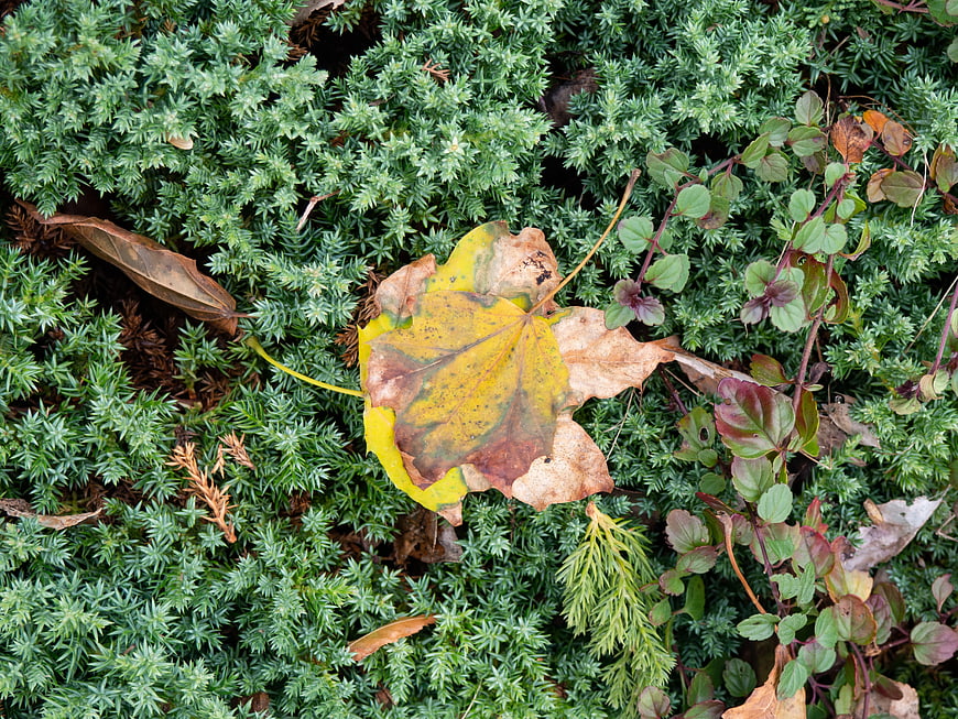 Yellow autumn leaf on green ground cover background