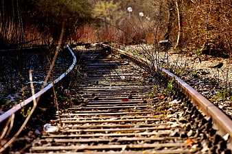 Abandoned Railway Tracks Overgrown with Weeds in Forest