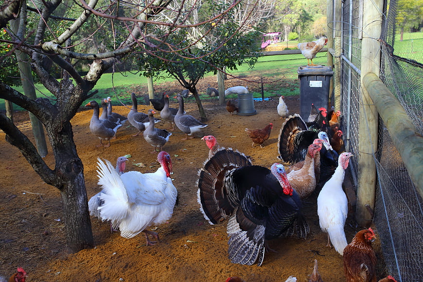 Mixed flock of turkeys, geese, and chickens in farmyard